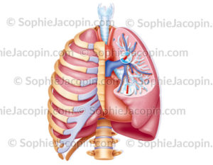 Embolie pulmonaire, thrombus qui obstrue d'un vaisseau pulmonaire. - © sophie jacopin