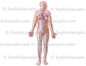 Embolie pulmonaire, thrombus, obstruction d'un vaisseau pulmonaire. - © sophie jacopin
