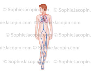 Embolie pulmonaire, thrombus, obstruction d'un vaisseau pulmonaire-© sophie jacopin