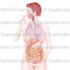 Cancers liés au tabac dans, organes touchés représentés dans une silhouette féminine - © sophie jacopin