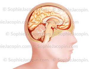 Coupe sagittale médiane du cerveau