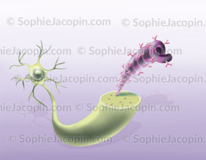Neurone sain, microtubule et protéine Tau - © sophie jacopin