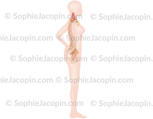Colonne vertébrale dans une silhouette de femme de profil - © sophie jacopin