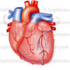 Circulation des coronaires, cœur et sa circulation vasculaire.- et sens de circulation - © sophie jacopin