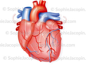Circulation des coronaires, cœur et sa circulation vasculaire.- et sens de circulation - © sophie jacopin