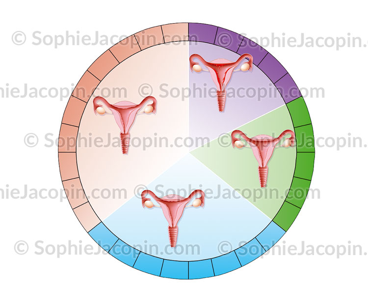 Ciclo menstrual alterado