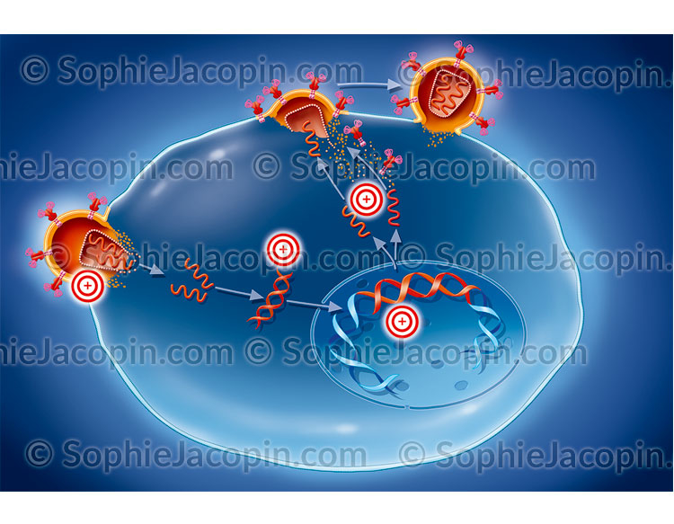 Duplication sida - Illustration Médicale- © Sophie Jacopin