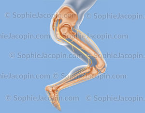 Nerfs de la jambe, membre inférieur - © sophie jacopin