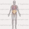 Organes du thorax, de l'abdomen recouverts par l'épiploon - © sophie jacopin
