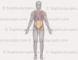 Organes du thorax, de l'abdomen recouverts par l'épiploon - © sophie jacopin