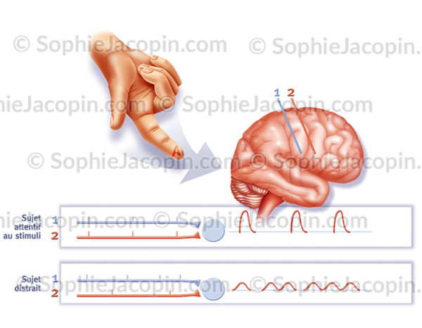 Stimulation sensorielle de la main et synchronisation au niveau du cerveau - © sophie jacopin