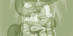 Anatomie - Système digestif - Entier