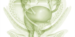 Anatomie - Système urinaire - Féminin