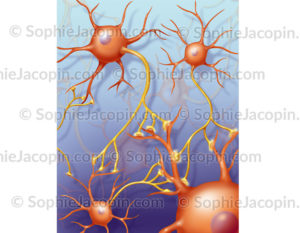 Réseau de neurones