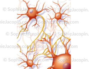 Réseau de neurones