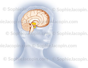 Hypothalamus hypophyse