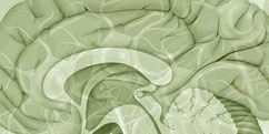 Anatomie - Système nerveux central - Cerveau / Coupe sagittale médiane
