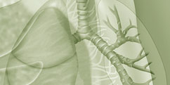 Anatomie - Système respiratoire - Entier