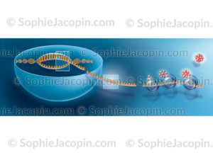 Transcription ADN