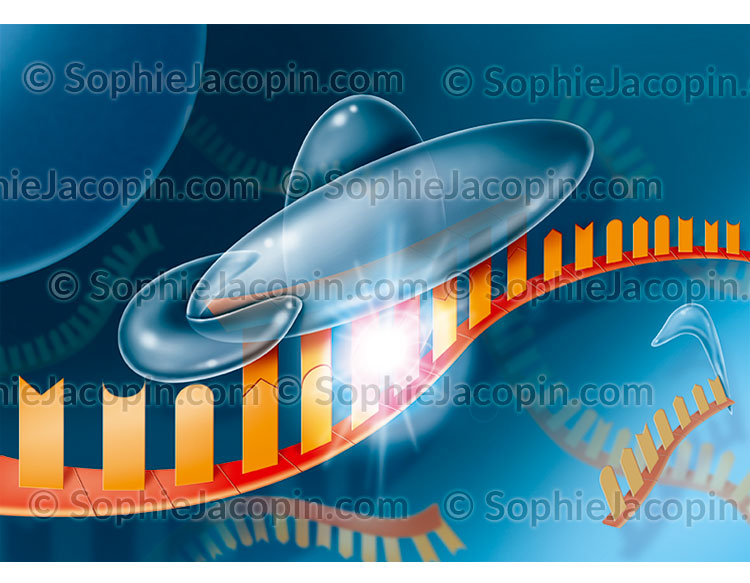 ARN interférent - Illustration médicale-© Sophie Jacopin