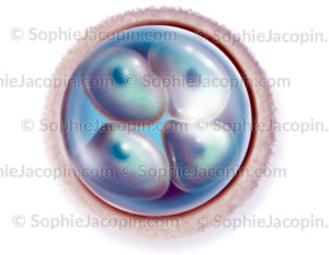 Embryon de 4 cellules
