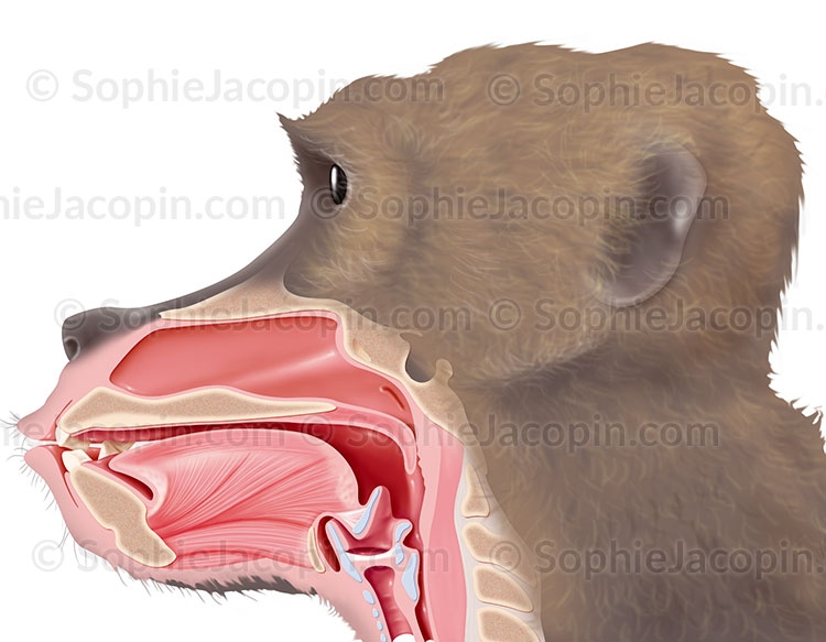 Illustration scientifique - O.R.L du Babouin