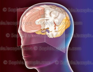 Anatomie du cerveau