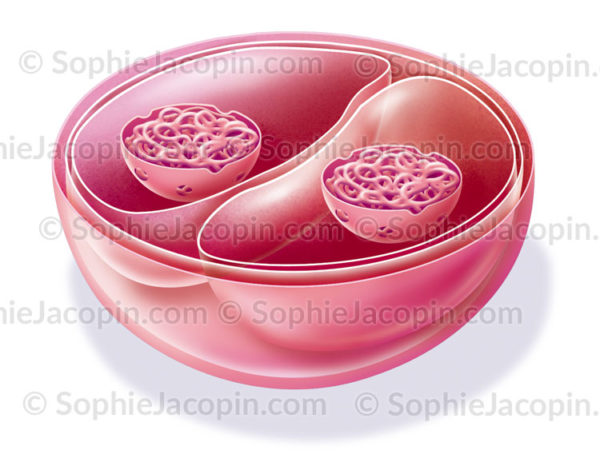 Embryon au stade de deux blastomères