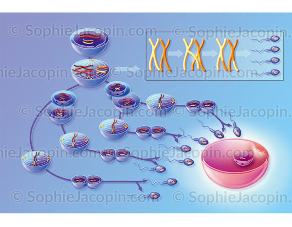 Formation des spermatozoïdes