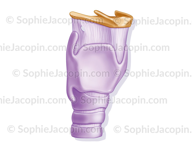 Larynx