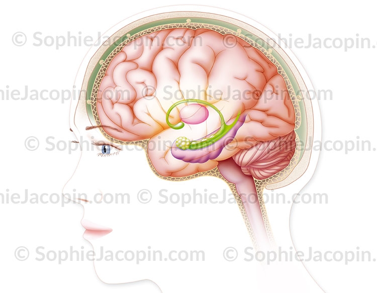 Illustration medicale _ Anatomie Physiologie- cerveau méninges