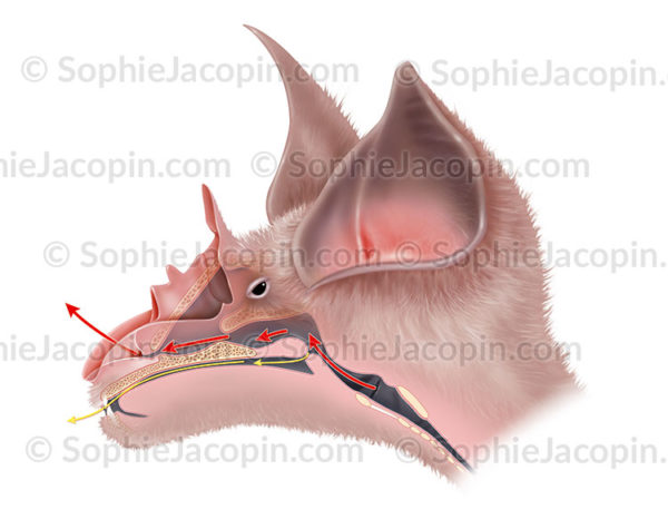 ORL de chauve-souris rhinolophe
