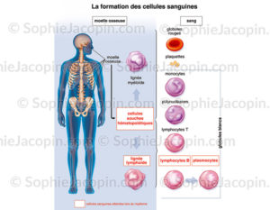 Formation des cellules sanguines