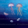 Cycle de vie de la méduse