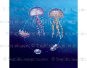 Cycle de vie de la méduse