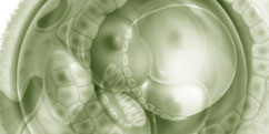 Biologie - Reproduction - Embryologie