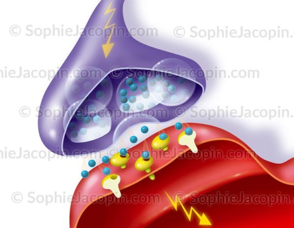 Contact synaptique, synapse entre deux neurones, transmission du signal nerveux - © sophie jacopin