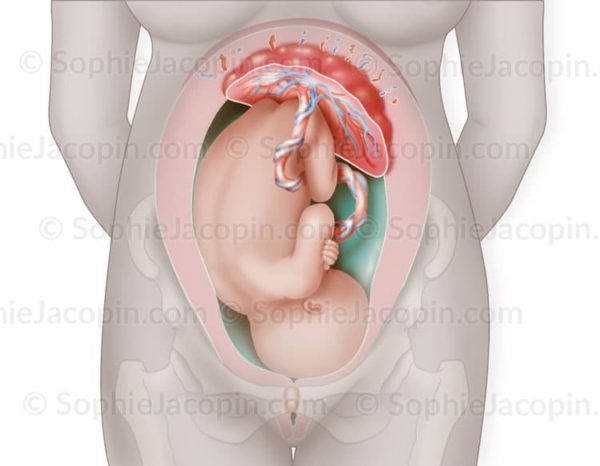 Foetus de 9 mois