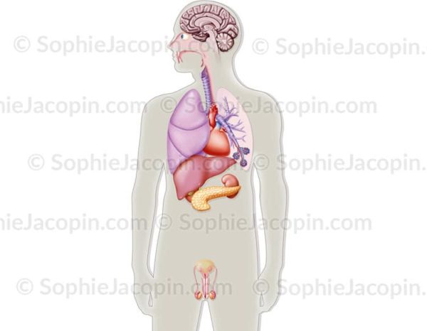 Illustration médicale Organes artificiels