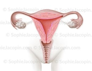 Organes génitaux féminins-Utérus