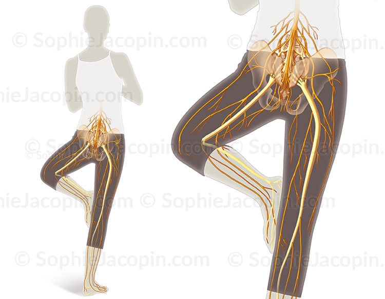 Illustration médicale - Nerf sciatique