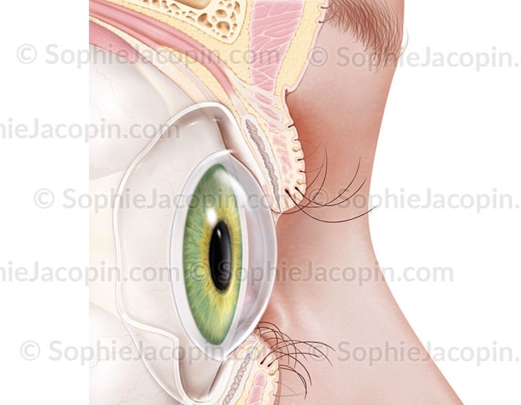Illustration médicale-oeil-paupière Illustration médicale-oeil-paupière