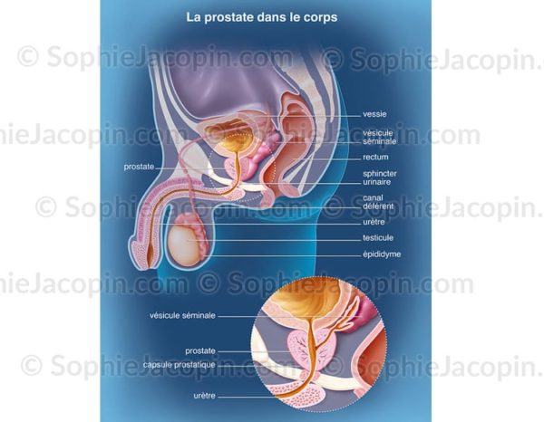 Illustration médicale - Prostate