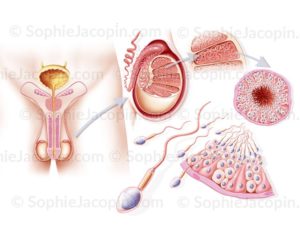 Spermatogénèse