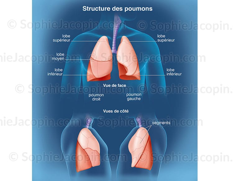 Les Diff rents Lobes Pulmonaires NRWMRI Les Diff rents Lobes Pulmonaires NRWMRI