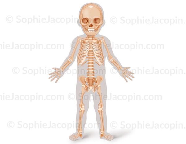 Squelette-enfant-face