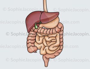 Autopsie des organes digestifs
