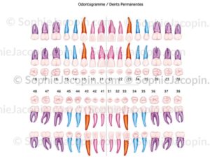 Odontogramme dents permanentes