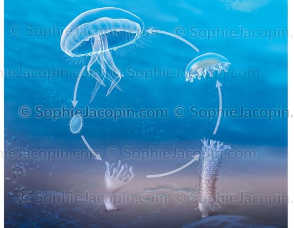 Cycle-vie-meduse-5644