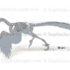 Squelette-archaeopteryx-5691